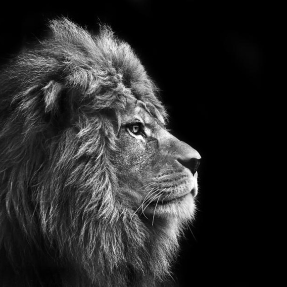 Meet your Posher, Connor - Picture 1 of 1